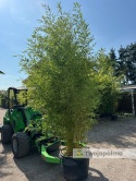 Bambus Phyllostachys aureosulcata f. aureocaulis - 110L, ok.300cm