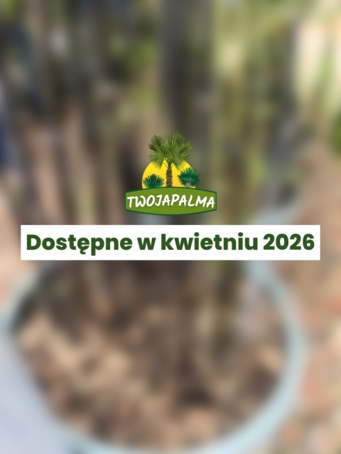 Bambus Phyllostachys nigra - Czarny bambus