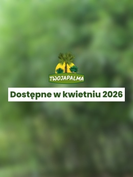 Bambus Phyllostachys varioauricolata 'Tip Top'– Filostachys varioauricolata 'Tip Top'