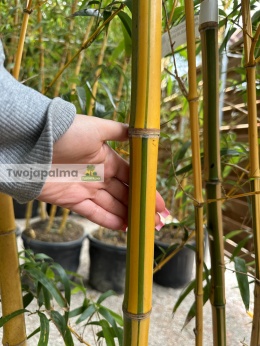 Bambus-Phyllostachys-vivax-f- aureocaulis-twojapalma-01