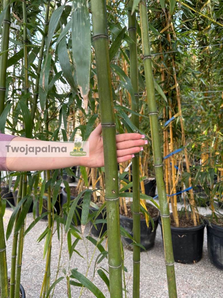 moea cactus MoEa GEN1