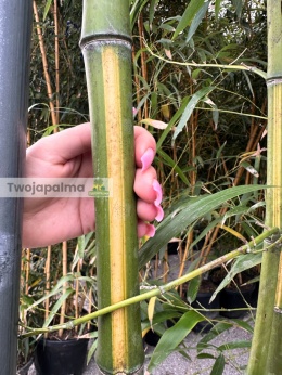 Bambus-Phyllostachys-vivax-f-huangwenzhu-twojapalma-01