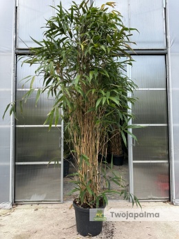 Bambus Pseudosasa japonica - Bambus japoński - 55L, 300-350cm