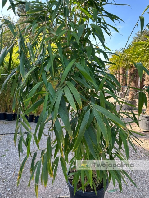 Bambus Pseudosasa japonica - Bambus japoński - 55L, 300-350cm Bambus Pseudosasa japonica - Bambus japoński - 55L, 300-350cm