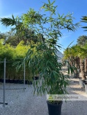 Bambus Pseudosasa japonica - Bambus japoński - 55L, 300-350cm