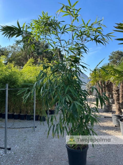 Bambus Pseudosasa japonica - Bambus japoński - 55L, 300-350cm Bambus Pseudosasa japonica - Bambus japoński - 55L, 300-350cm