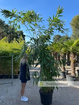 Bambus Pseudosasa japonica - Bambus japoński - 55L, 300-350cm