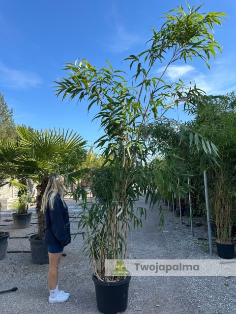 Bambus Pseudosasa japonica - Bambus japoński - 55L, 300-350cm Bambus Pseudosasa japonica - Bambus japoński - 55L, 300-350cm