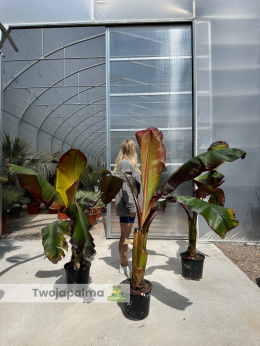 Bananowiec Ensete ventricosum 'Maurelli' - Czerwony bananowiec abisyński