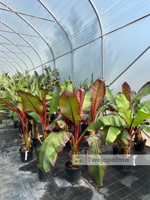 Bananowiec Ensete ventricosum 'Maurelli' - Czerwony bananowiec abisyński wys. rośliny z donicą: ok. 140-160cm Bananowiec Ensete ventricosum 'Maurelli' - Czerwony bananowiec abisyński wys. rośliny z donicą: ok. 140-160cm