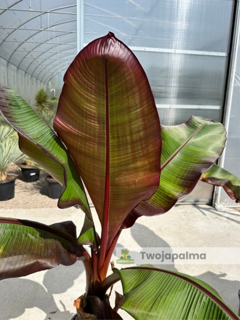Bananowiec Ensete ventricosum 'Maurelli' - Czerwony bananowiec abisyński Bananowiec Ensete ventricosum 'Maurelli' - Czerwony bananowiec abisyński
