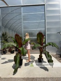 Bananowiec Ensete ventricosum 'Maurelli' - Czerwony bananowiec abisyński