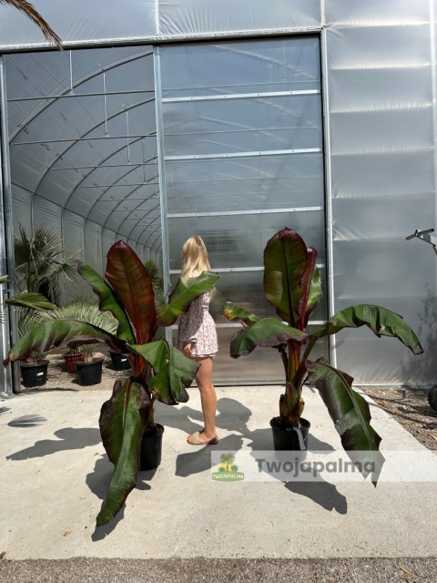 Bananowiec Ensete ventricosum 'Maurelli' - Czerwony bananowiec abisyński Bananowiec Ensete ventricosum 'Maurelli' - Czerwony bananowiec abisyński