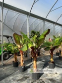 Bananowiec Ensete ventricosum 'Maurelli' - Czerwony bananowiec abisyński