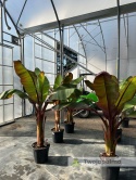 Bananowiec Ensete ventricosum 'Maurelli' - Czerwony bananowiec abisyński