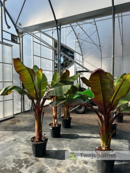 Bananowiec Ensete ventricosum 'Maurelli' - Czerwony bananowiec abisyński