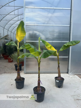 Bananowiec Musa basjoo
