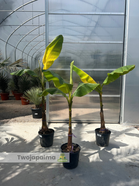 Bananowiec Musa basjoo Bananowiec Musa basjoo