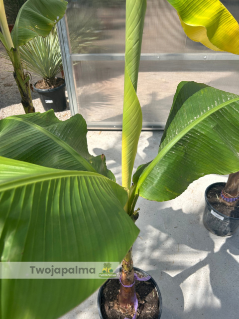 Bananowiec Musa basjoo Bananowiec Musa basjoo