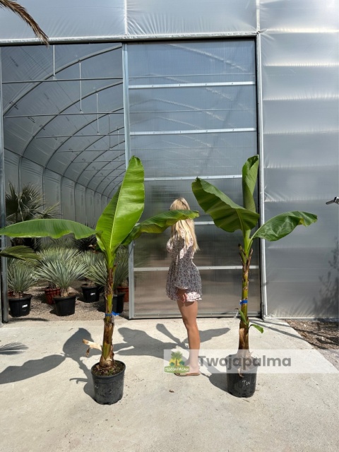 Bananowiec Musa basjoo wys.rośliny z donicą: ok.150-200cm Bananowiec Musa basjoo wys.rośliny z donicą: ok.150-200cm