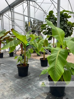 Bananowiec Musa basjoo