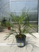 butia capitata wys.całkowita z donicą 110cm