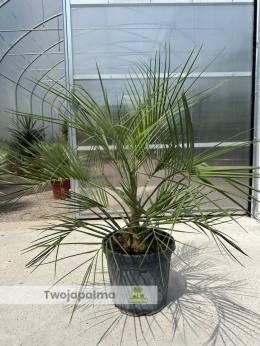 butia capitata wys.całkowita z donicą 110cm