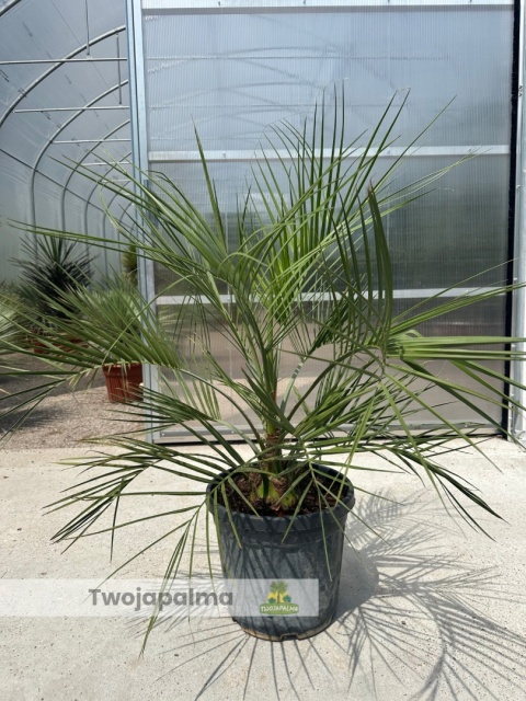 butia capitata wys.całkowita z donicą 110cm butia capitata wys.całkowita z donicą 110cm