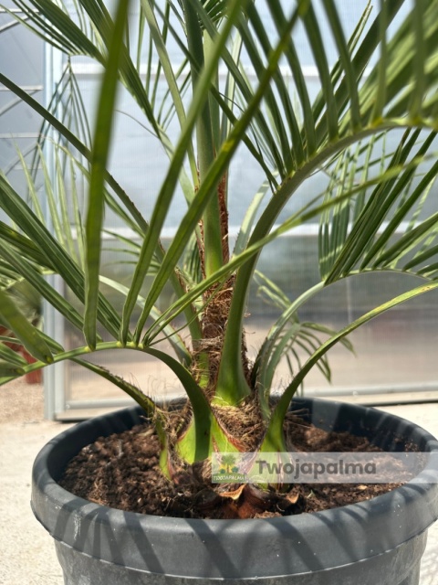 Butia Capitata - wysokość z donicą: 110cm Butia Capitata - wysokość z donicą: 110cm