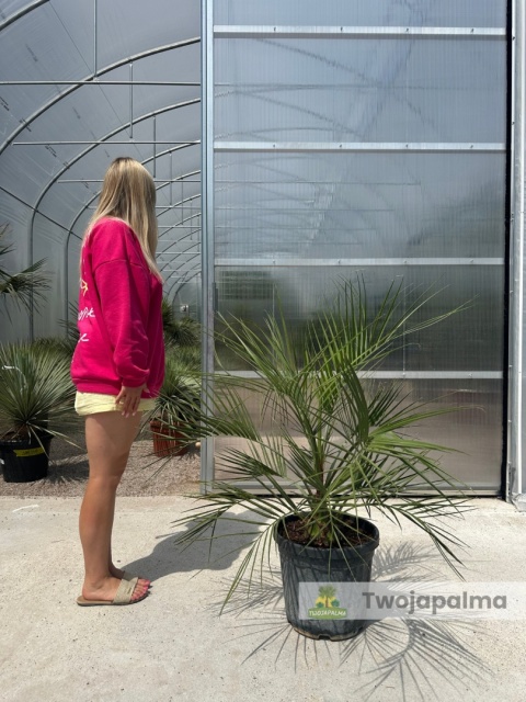 Butia Capitata - wysokość z donicą: 110cm Butia Capitata - wysokość z donicą: 110cm