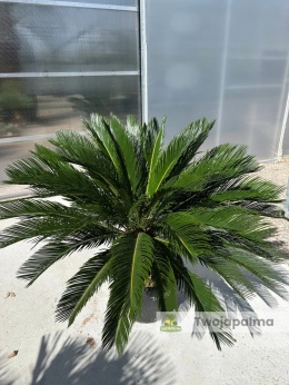 Cycas revoluta - wys. pnia: 22cm, wys. całkowita: 120cm