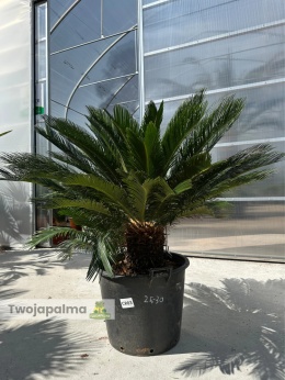 Cycas revoluta - wys. pnia: 28cm, wys. rośliny: 100cm
