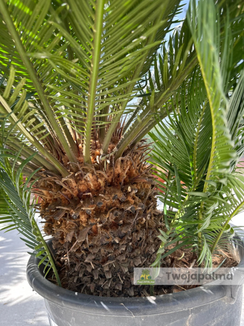 Cycas revoluta - wys. pnia: 30cm, wys. całkowita: 150cm Cycas revoluta - wys. pnia: 30cm, wys. całkowita: 150cm