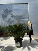 Cycas revoluta - wys. pnia: 30cm, wys. całkowita: 150cm