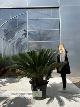 Cycas revoluta - wys. pnia: 30cm, wys. całkowita: 150cm