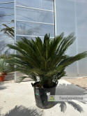 Cycas revoluta - wys. pnia: 30cm, wys. całkowita: 150cm