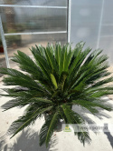 Cycas revoluta - wys. pnia: 30cm, wys. całkowita: 150cm