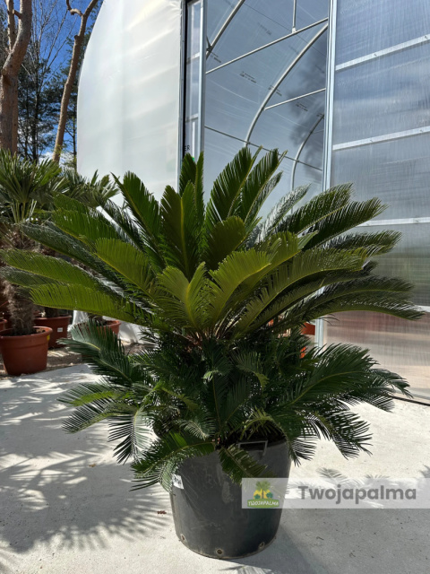 Cycas revoluta - wys. pnia: 31cm, wys. rośliny: 100cm Cycas revoluta - wys. pnia: 31cm, wys. rośliny: 100cm