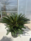 Cycas revoluta - wys. pnia: 31cm, wys. rośliny: 100cm