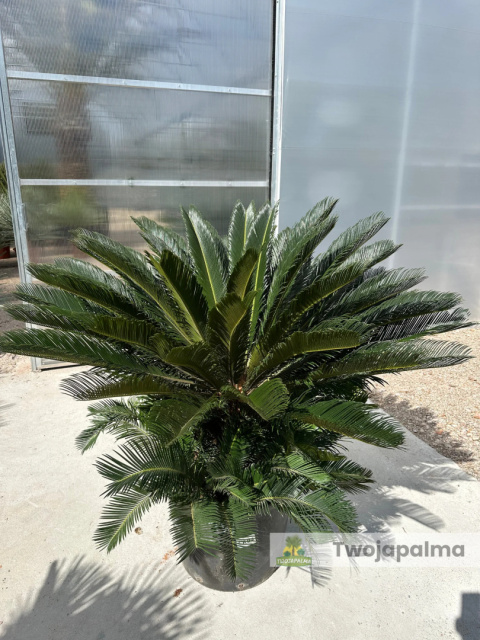Cycas revoluta - wys. pnia: 31cm, wys. rośliny: 100cm Cycas revoluta - wys. pnia: 31cm, wys. rośliny: 100cm
