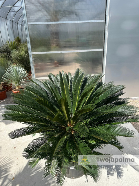 Cycas revoluta - wys. pnia: 31cm, wys. rośliny: 100cm Cycas revoluta - wys. pnia: 31cm, wys. rośliny: 100cm