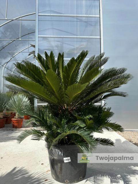 Cycas revoluta - wys. pnia: 31cm, wys. rośliny: 100cm Cycas revoluta - wys. pnia: 31cm, wys. rośliny: 100cm