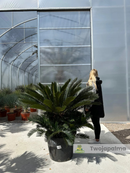 Cycas revoluta - wys. pnia: 31cm, wys. rośliny: 100cm