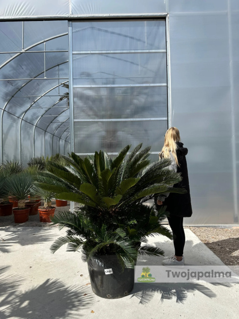 Cycas revoluta - wys. pnia: 31cm, wys. rośliny: 100cm Cycas revoluta - wys. pnia: 31cm, wys. rośliny: 100cm