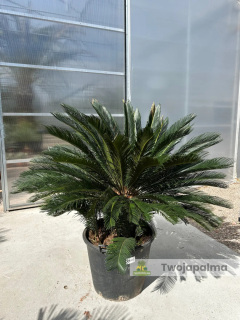 Cycas revoluta - wys. pnia: 31cm, wys. rośliny: 110cm Cycas revoluta - wys. pnia: 31cm, wys. rośliny: 110cm