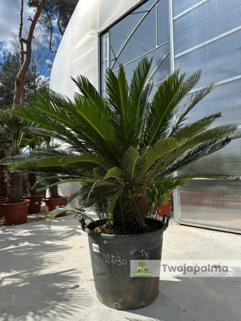 Cycas revoluta - wys. pnia: 31cm, wys. rośliny: 110cm Cycas revoluta - wys. pnia: 31cm, wys. rośliny: 110cm