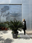 Cycas revoluta - wys. pnia: 31cm, wys. rośliny: 110cm