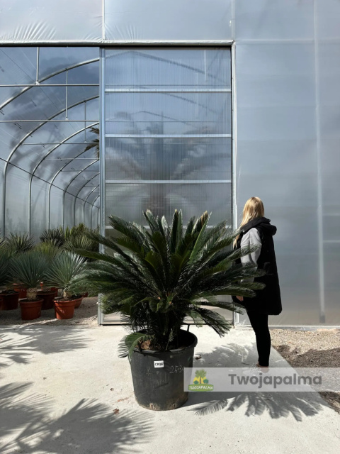 Cycas revoluta - wys. pnia: 31cm, wys. rośliny: 110cm Cycas revoluta - wys. pnia: 31cm, wys. rośliny: 110cm