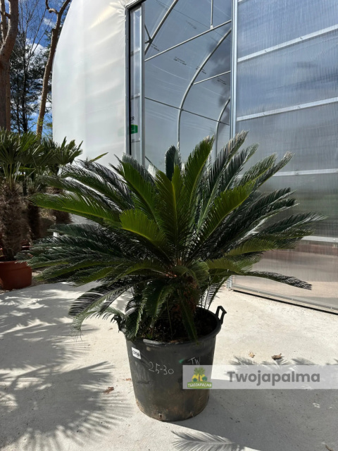 Cycas revoluta - wys. pnia: 31cm, wys. rośliny: 110cm Cycas revoluta - wys. pnia: 31cm, wys. rośliny: 110cm
