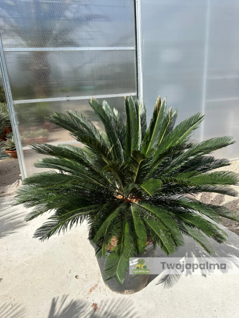 Cycas revoluta - wys. pnia: 31cm, wys. rośliny: 110cm Cycas revoluta - wys. pnia: 31cm, wys. rośliny: 110cm